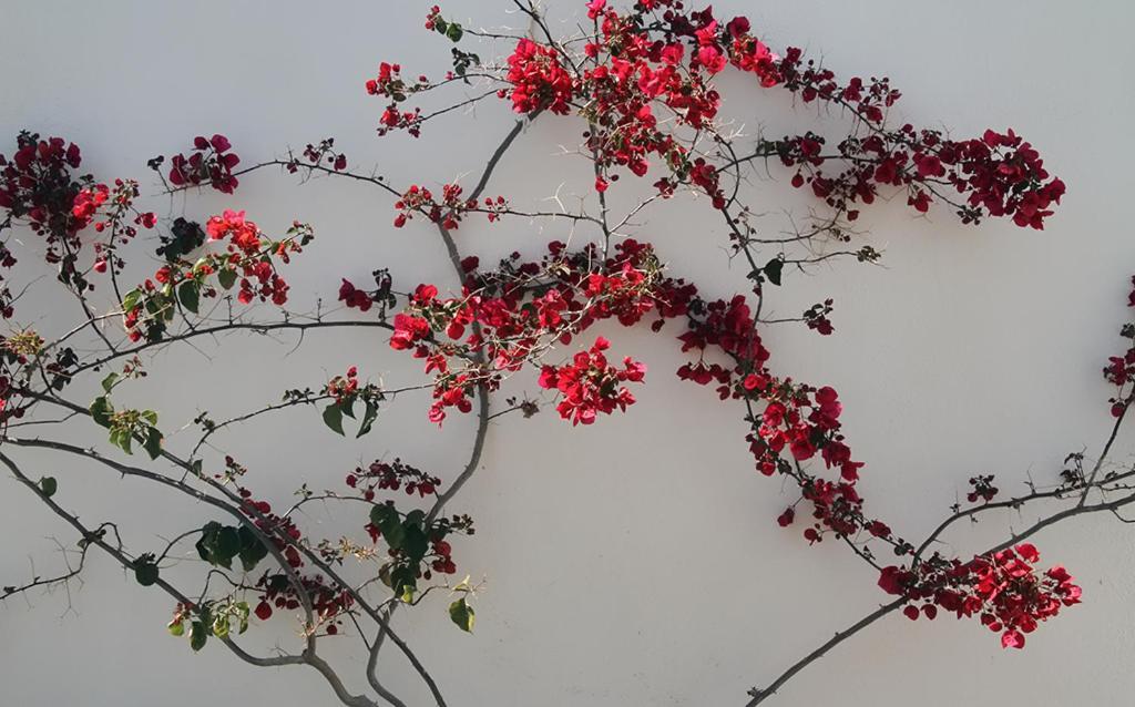 Helios Serifos 利瓦迪奥 外观 照片